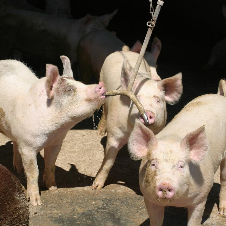 USDA announces Pork Board appointments 